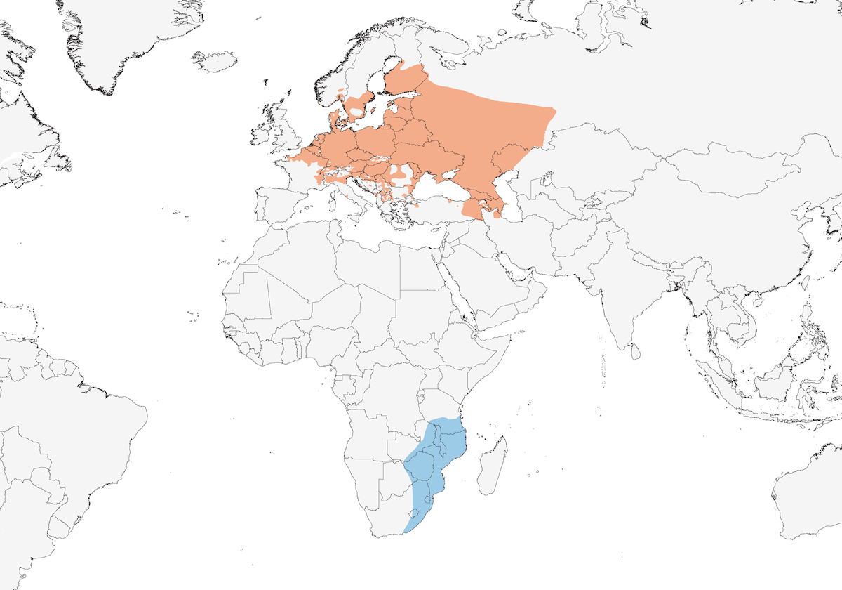 Canapino, Distribuzione 1