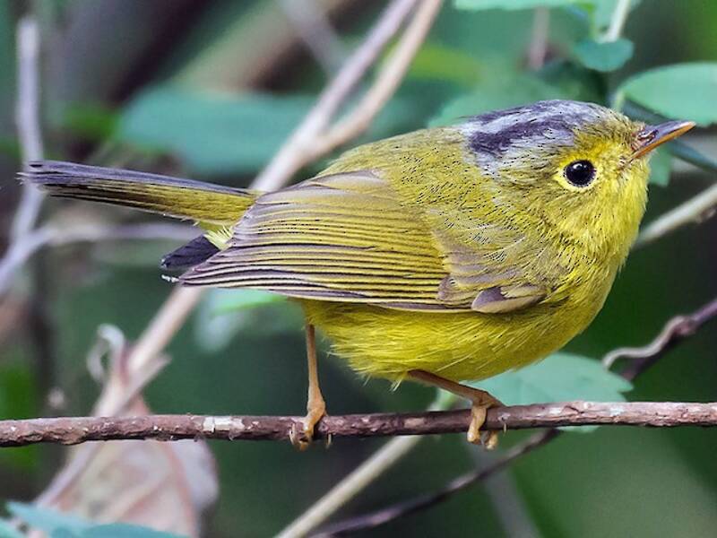 Mosquitero de Martens, Fotos 2