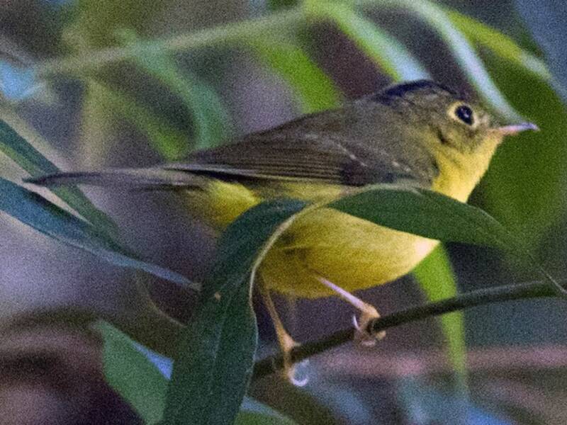 Mosquitero de Martens, Fotos 3