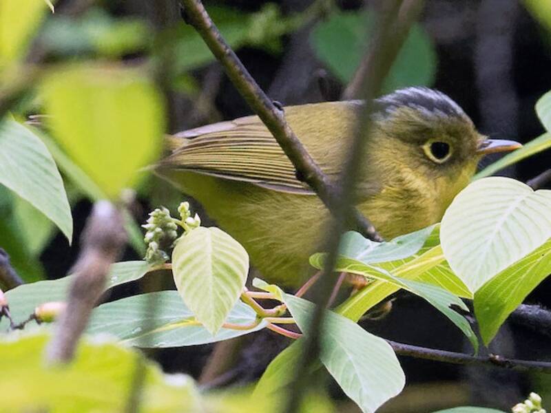 Mosquitero de Martens, Fotos 4