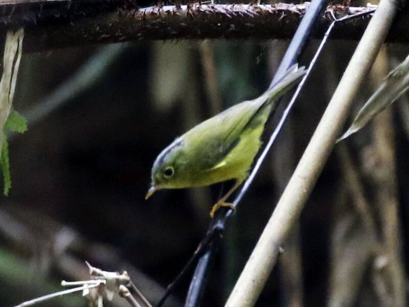 Mosquitero de Martens