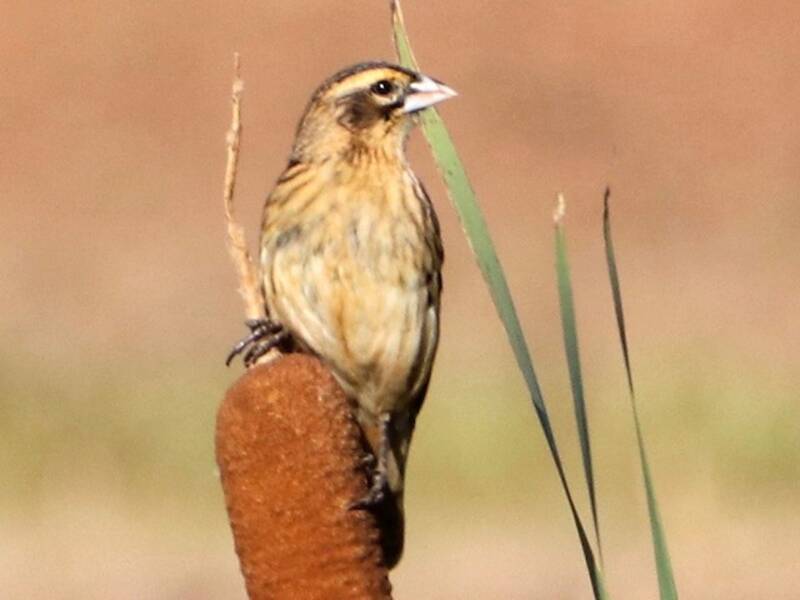 Euplecte de Hartlaub
