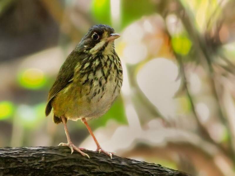 Masked Antpitta, 照片 3