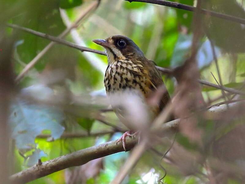 Masked Antpitta, Hylopezus auricularis