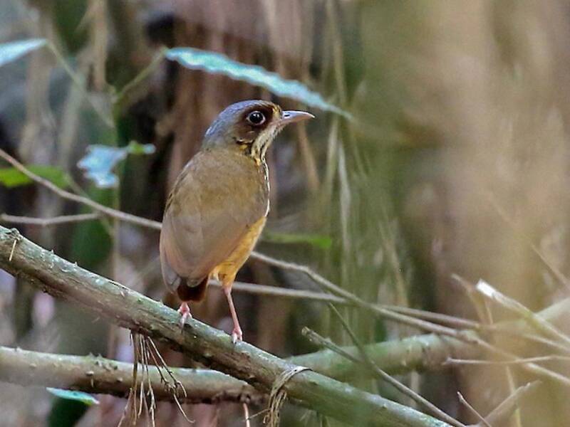 Masked Antpitta, 照片 2