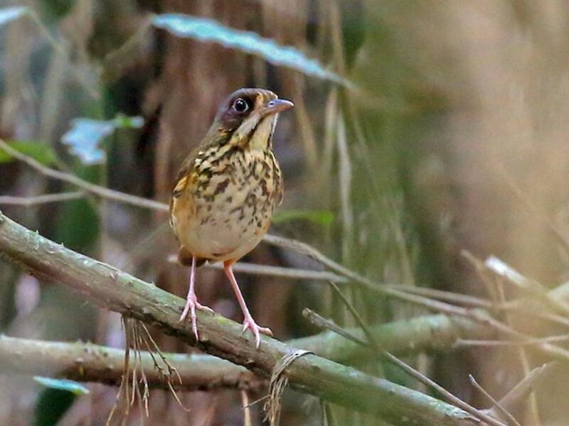 Masked Antpitta, 照片 4