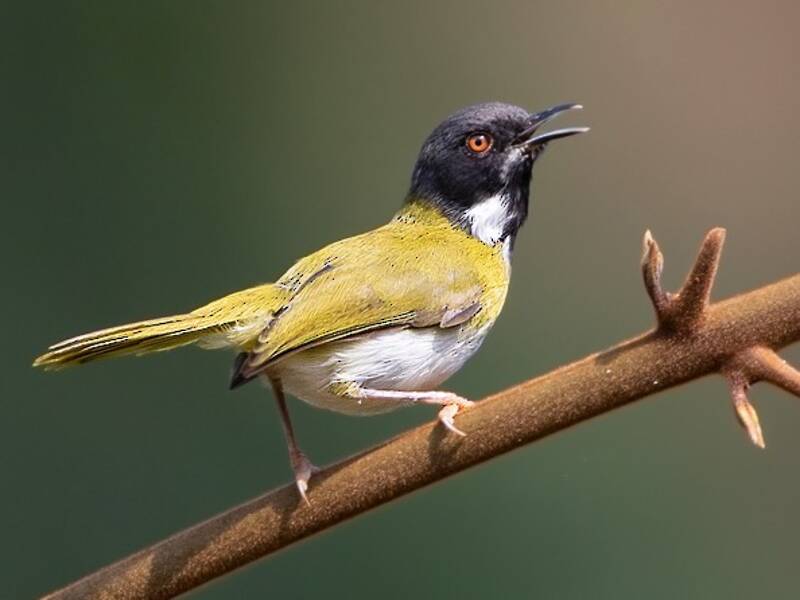 Masked Apalis