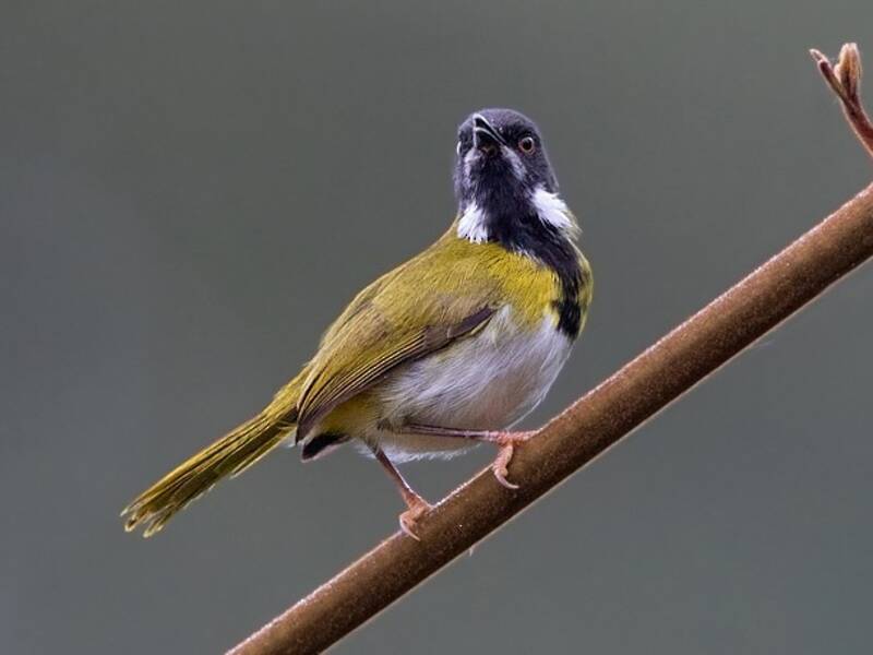 Apalis mascherata, Foto 3
