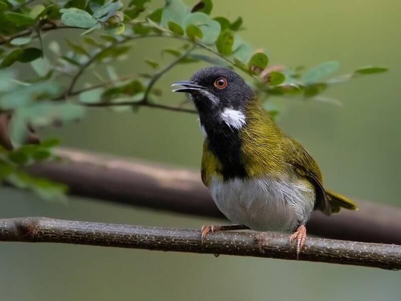 Apalis mascherata, Foto 2