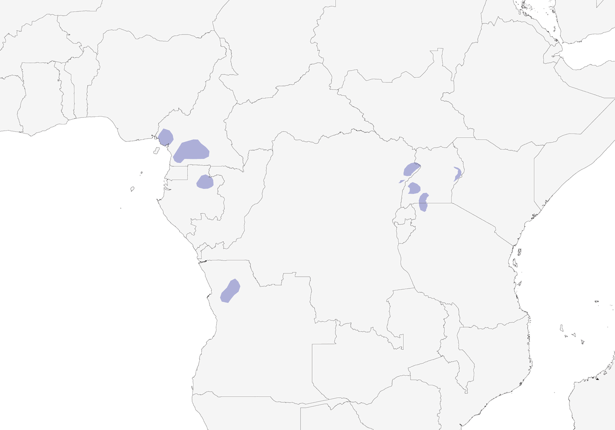 Apalis mascherata, Distribuzione 1
