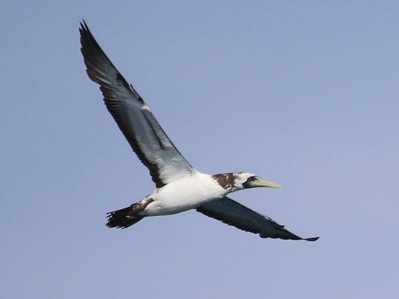 Masked Booby (Sula dactylatra)