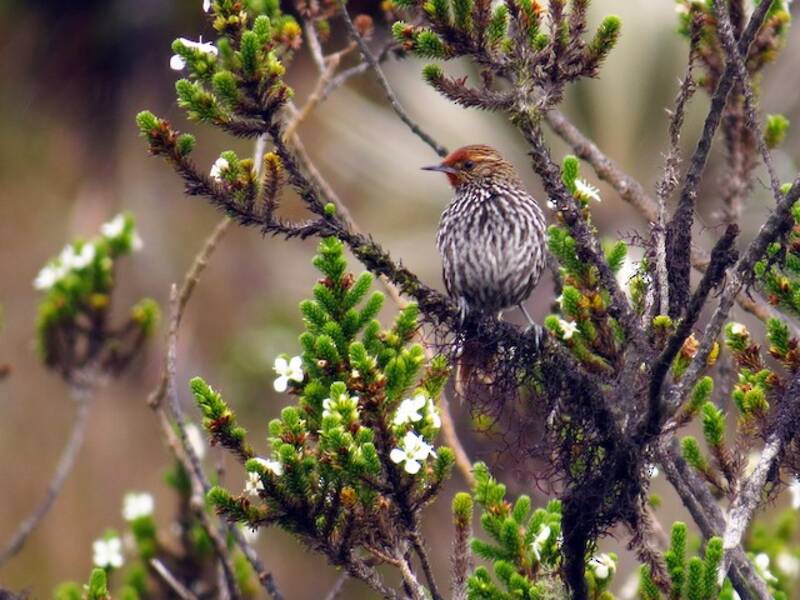 Many-striped Canastero (Asthenes flammulata)