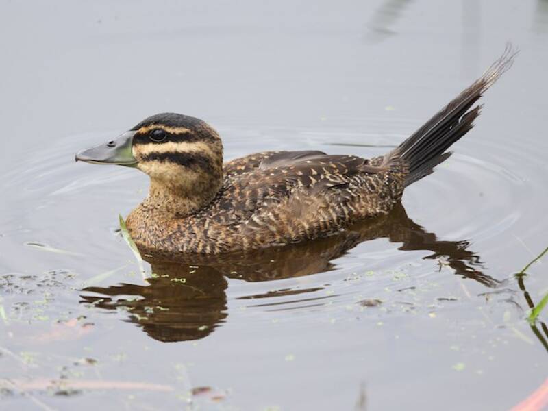 Masked Duck, 照片 4