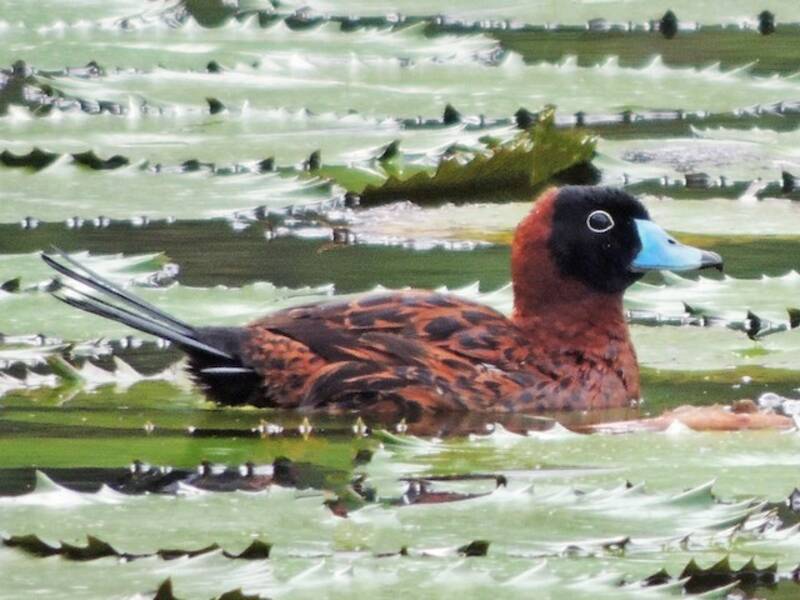 Masked Duck