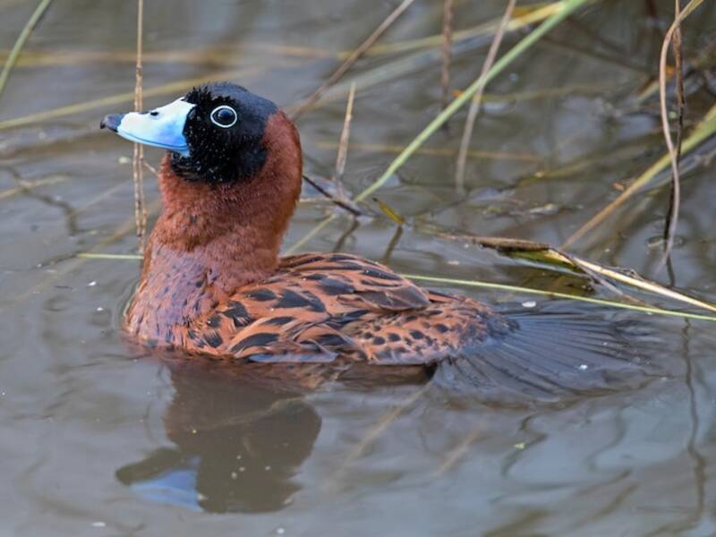 Masked Duck, 照片 3
