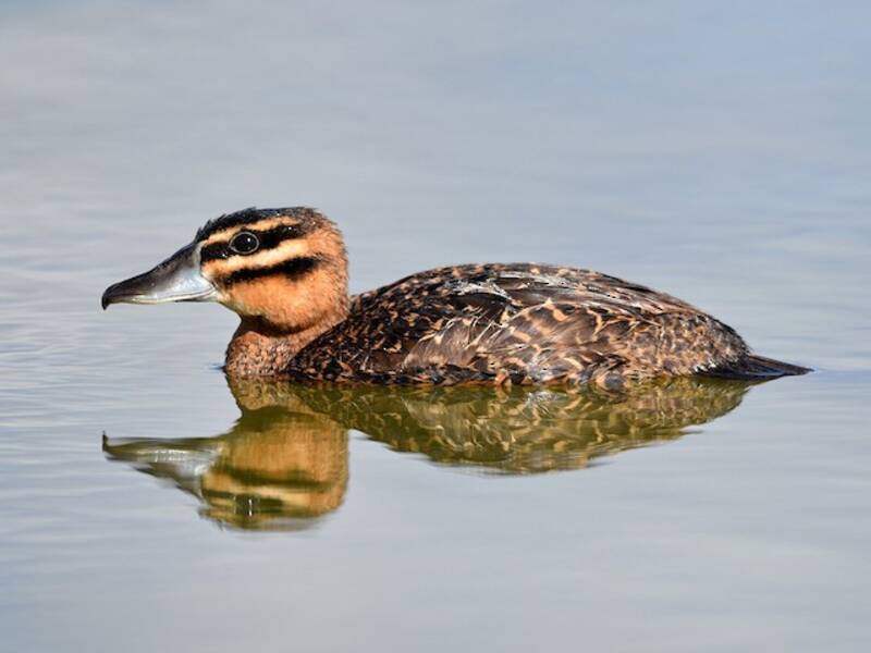 Masked Duck, 照片 2