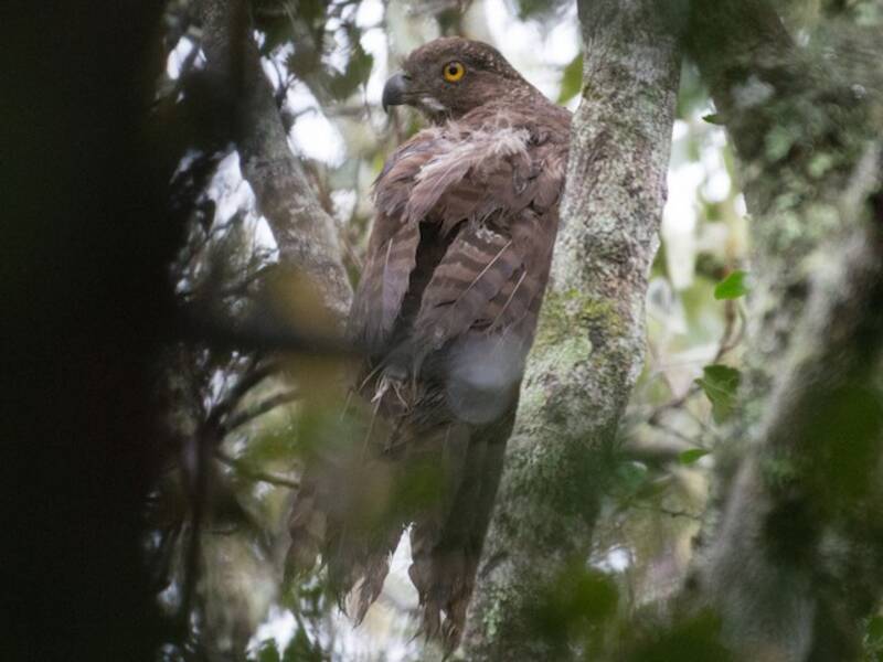 Serpentaire de Madagascar, Photos 2
