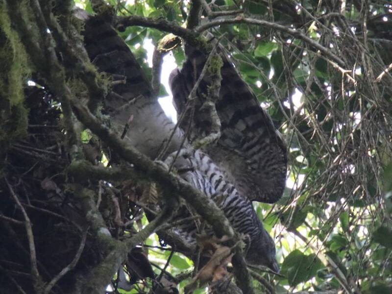 Serpentaire de Madagascar, Photos 4