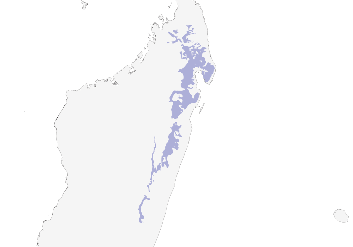 Serpentaire de Madagascar, Distribution 1