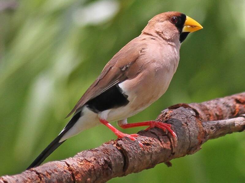 Masked Finch, Photos 4