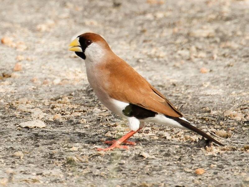 Masked Finch, Photos 3