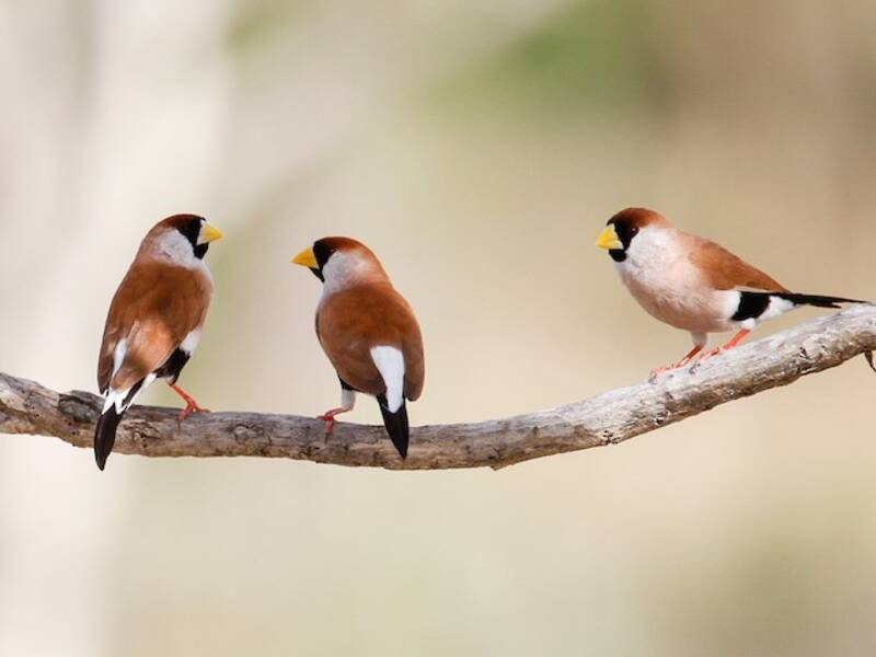 Masked Finch, Photos 2