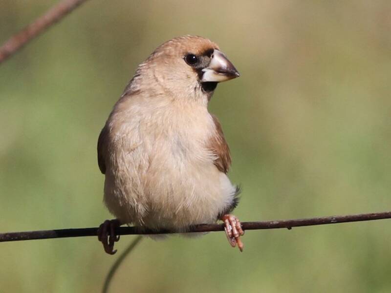 Masked Finch