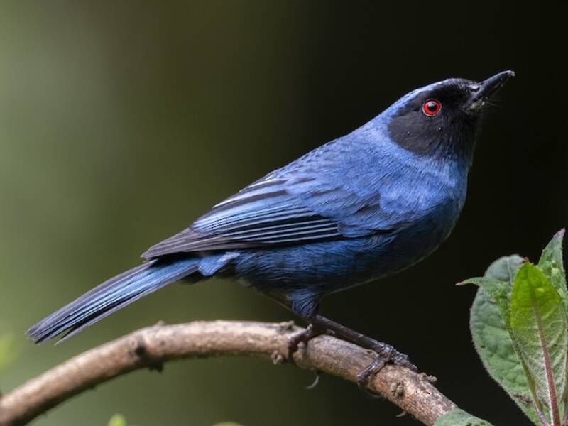 Masked Flowerpiercer