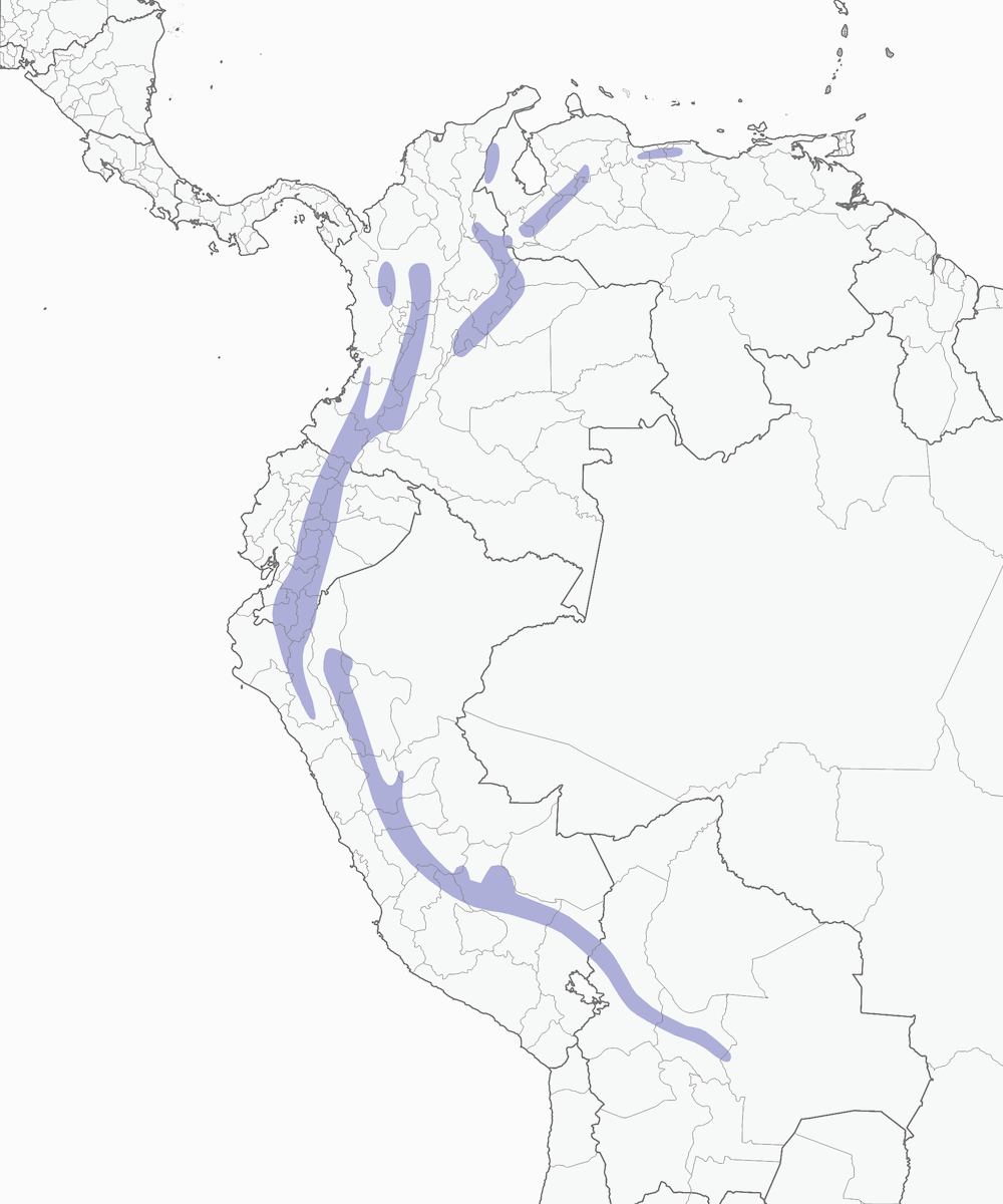 Pico de Cono Enmascarado, Distribución 1