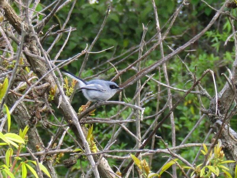 Masked Gnatcatcher