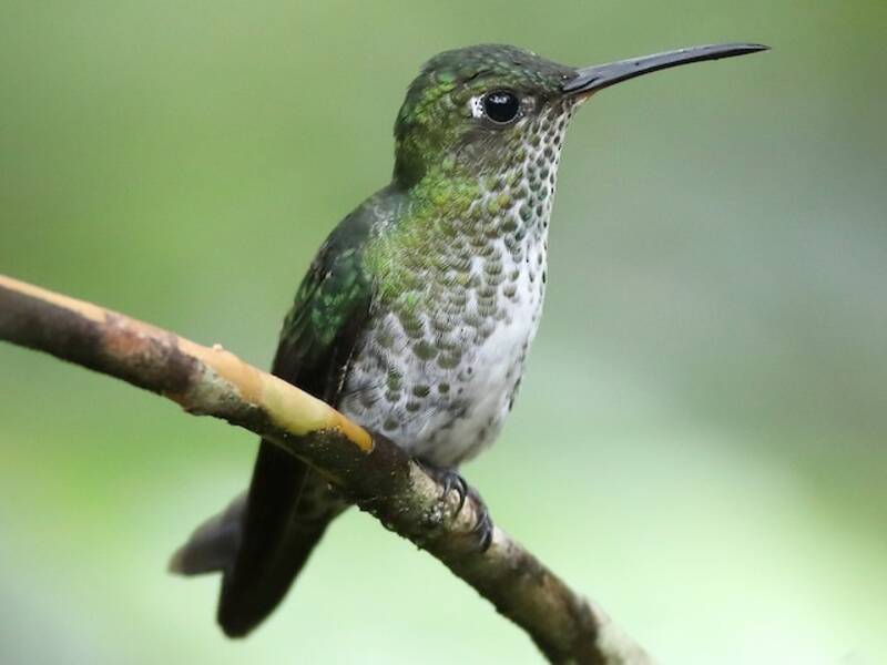 Many-spotted Hummingbird