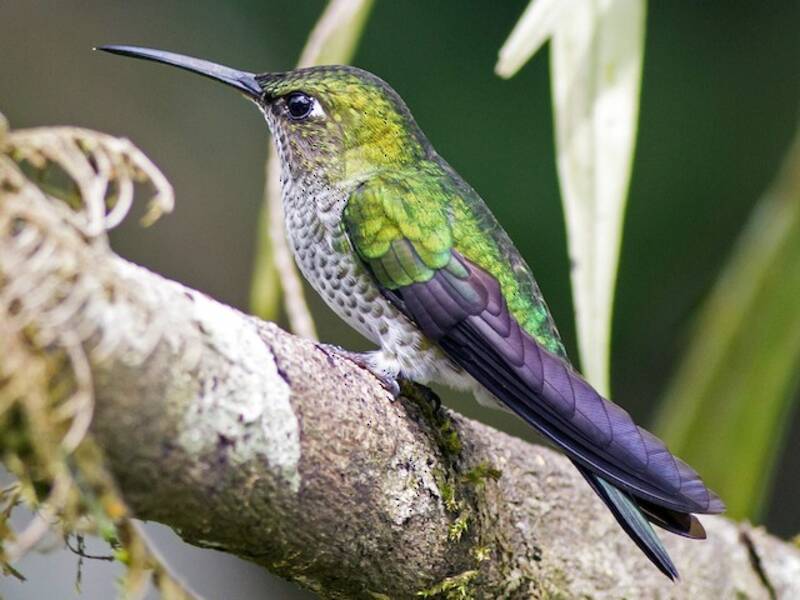 Colibrì multispot, Foto 2
