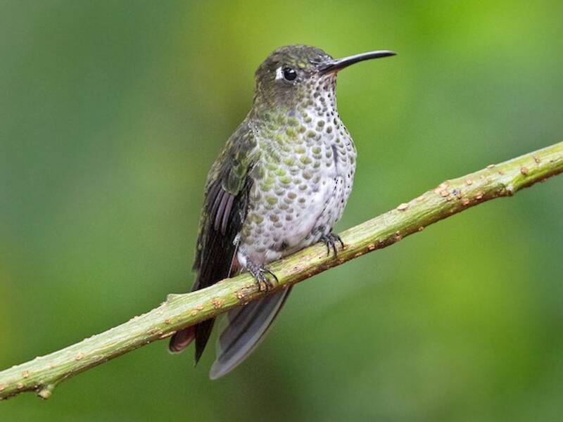 Colibrì multispot, Foto 3