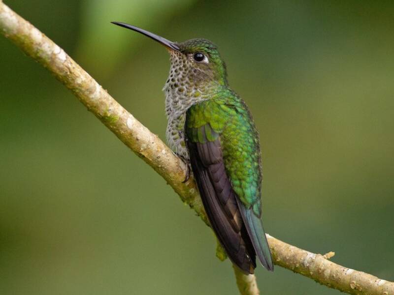 Colibrì multispot, Foto 4