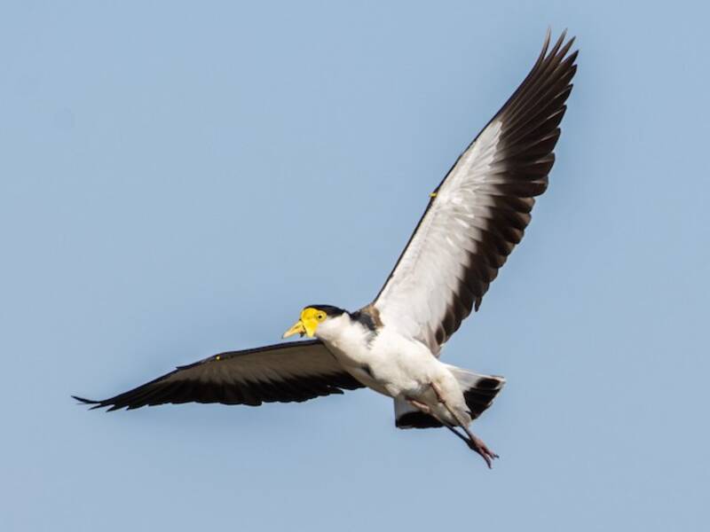 Masked Lapwing, Photos 2