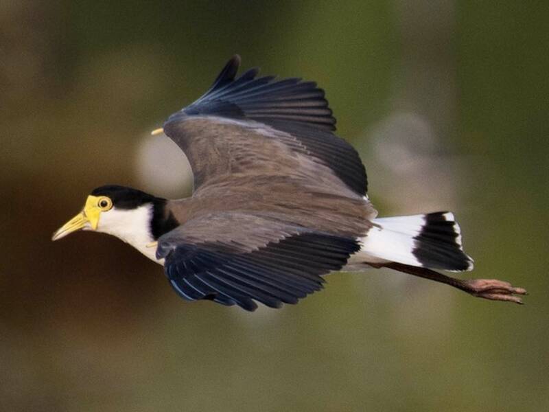 Vanello mascherato