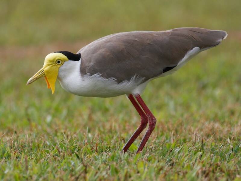 Masked Lapwing, Photos 3