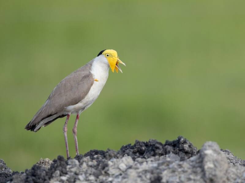 Masked Lapwing, Photos 4