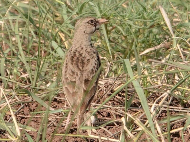 Masked Lark, Photos 2