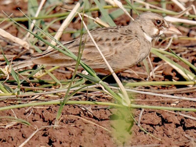 Masked Lark, Photos 3