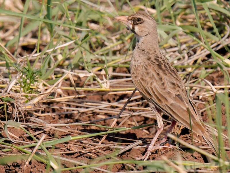 Masked Lark, Photos 4