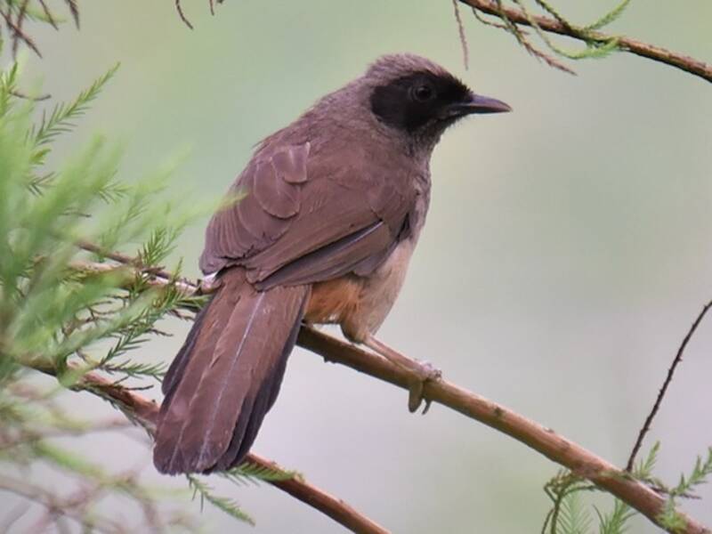 Masked Laughingthrush