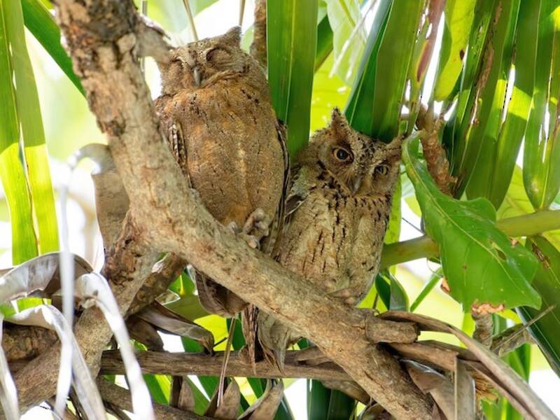 Mantanani Scops-Owl, 照片 3