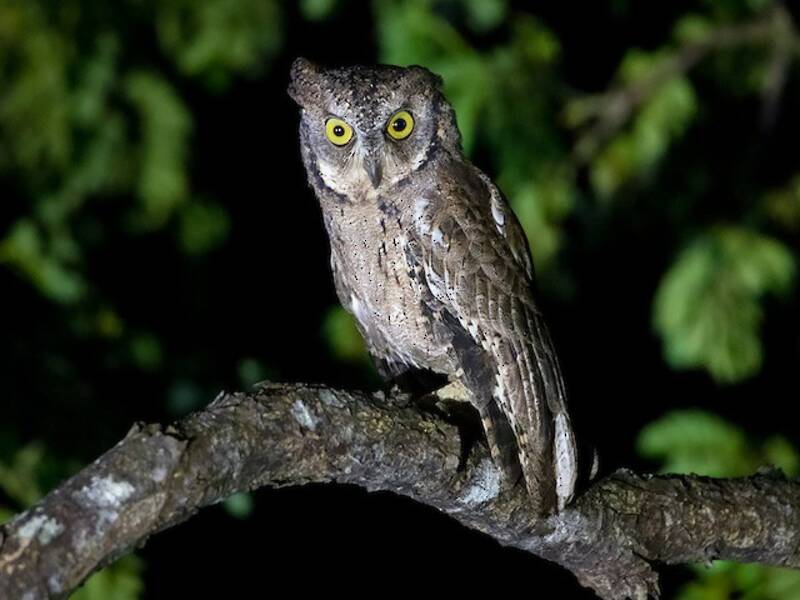 Mantanani Scops-Owl, 照片 2