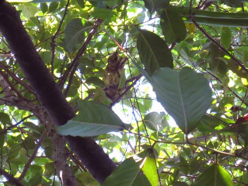Mantanani Scops-Owl, 照片 4