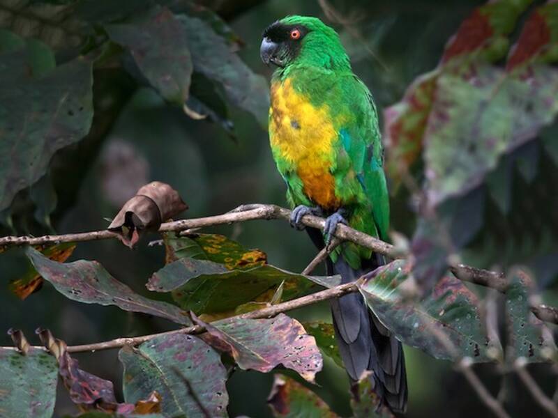 Masked Shining-Parrot, 照片 4