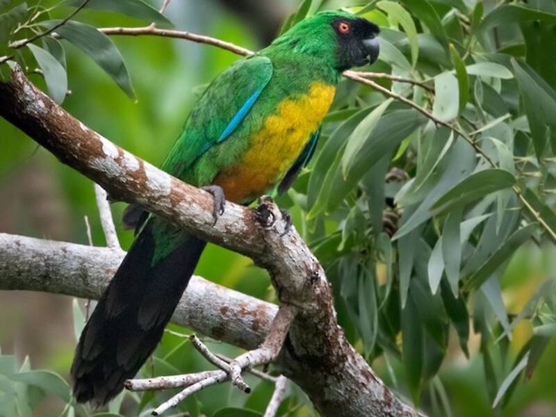 Masked Shining-Parrot, 照片 2