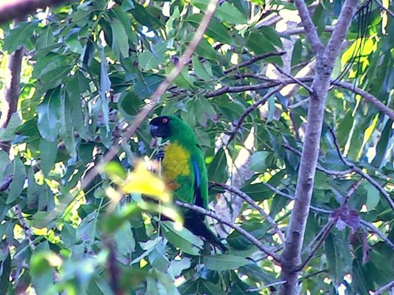 Masked Shining-Parrot, 照片 3
