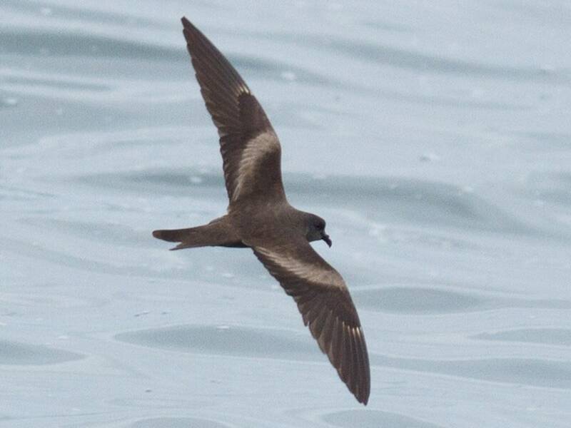 Markham's Storm-Petrel (Hydrobates markhami)