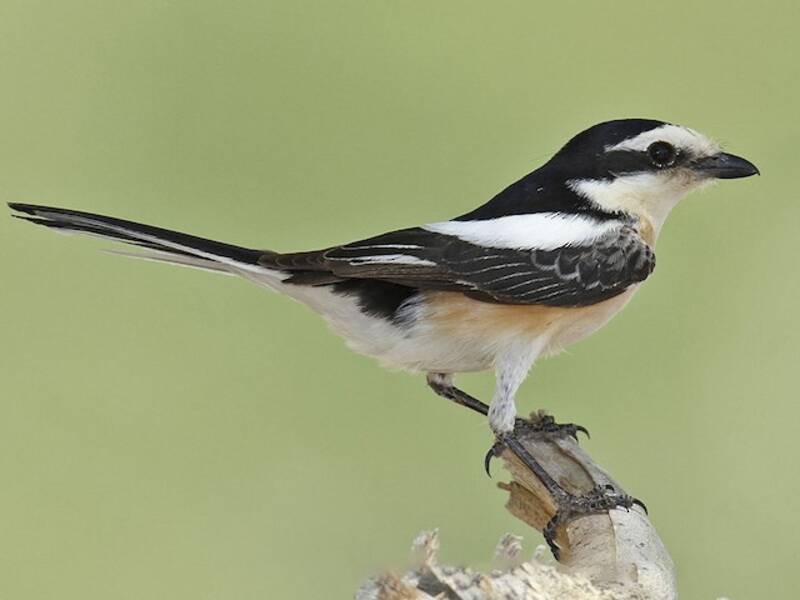 Averla mascherata, Foto 2